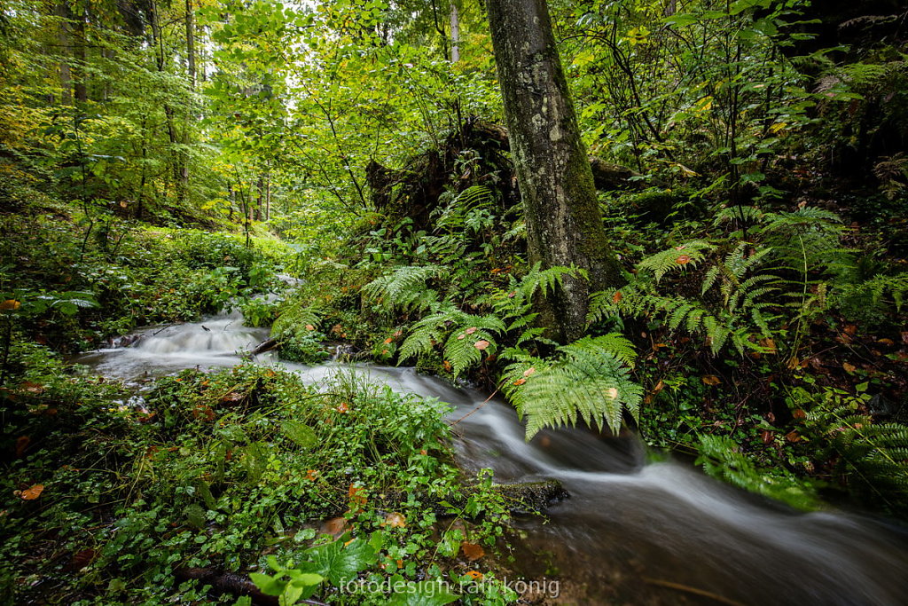 rk-fotodesign-1510-1442-Bachlauf-Klusteich.JPG